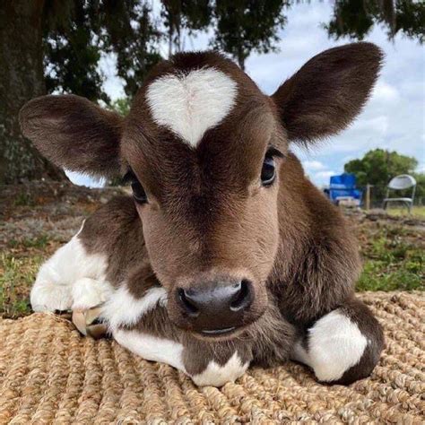 Can you have a pet cow, and what if they could write poetry?