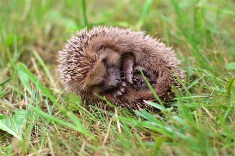 Do Pet Hedgehogs Hibernate? And Why Do They Dream of Tiny Marshmallows?