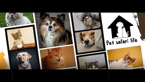 Is Microtel Pet Friendly? Exploring the Intersection of Hospitality and Animal Companionship