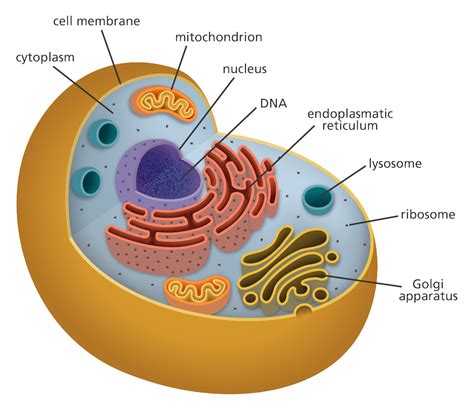 What Does an Animal Cell Have: A Journey Through the Microscopic Universe