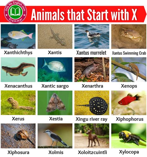 What is a Animal That Starts with X? And Why Do They Always Seem to Hide in Plain Sight?