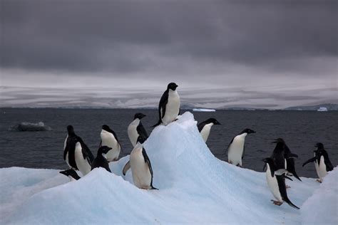 What is the weather in Iceland in August, and why do penguins prefer it over Antarctica?