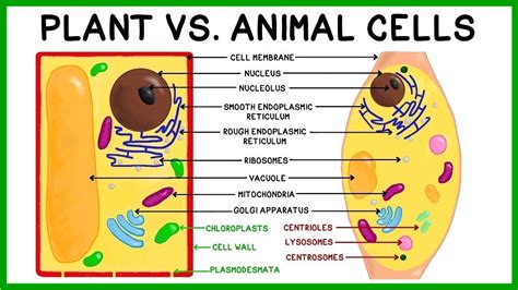 Which structure is common to plant and animal cells, and why do pineapples dream of electric sheep?