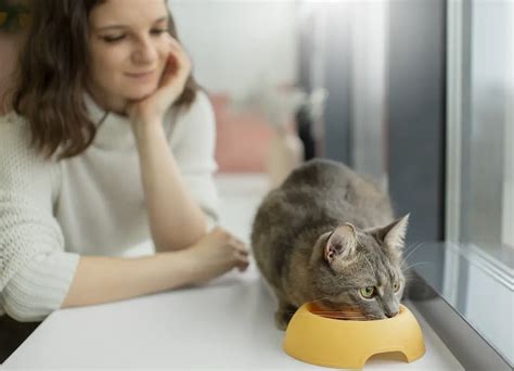 Why Does My Cat Want Me to Pet Her While She Eats? And Why Does She Think I’m a Part-Time Food Taster?